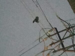 प्रतिबंध के बाद भी शहर में बिक रही जानलेवा चाइना डोर,