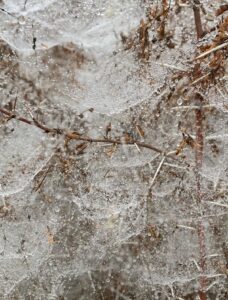 मौसम हुआ खराब,हवा ने बढ़ाई कंपकंपी,पेड़ पौधों पर जमी ओस की बूंदे