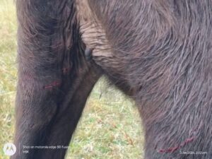 तेंदुए ने एक गाय और एक भैंस के बछड़े पर किया हमला कई दिनों से क्षेत्र में घूम रहा है तेदुआ