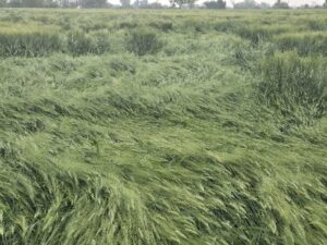 शाजापुर में 19 फरवरी रात से आफत की बारिश हो रही है किसान परेशान