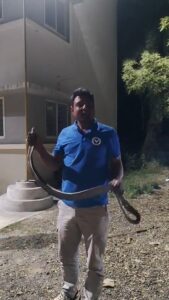 उकावता पुलिस चौकी में दिखा सांप, सर्पमित्र ने सुरक्षित पकड़कर जंगल में छोड़ा