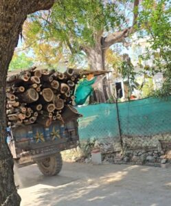 अवैध लकड़ी कटाई चरम पर, वन क्षेत्र खत्म होने की कगार पर—प्रशासन बना मूकदर्शक