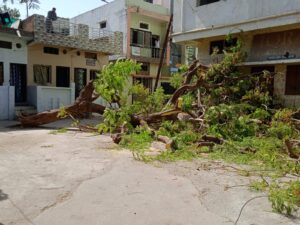 तेज हवा से गिरा गुलमोहर का पेड़, रातभर बाधित रही विद्युत व्यवस्था