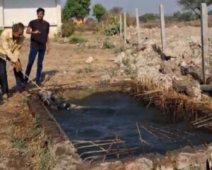 पानी के टैंक में गिरे नंदी महाराज का गौरक्षा सेना ने किया रेस्क्यू