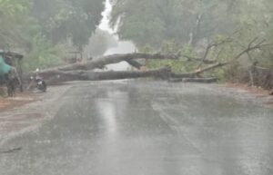 पहली बारिश में खुली व्यवस्थाओं की पोल, सड़कों पर भरा पानी पेड़ गिरने से यातायात प्रभावित