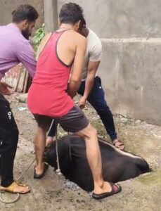 नाले के खतरनाक चैंबर में फंसी नंदी की जान, गौरक्षा सेना के युवाओं ने भारी मशक्कत के बाद किया सुरक्षित रेस्क्यू