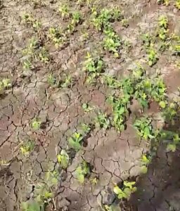 दवाई डालकर दस बीघा का खेत की सोयाबीन की नष्ट, केस दर्ज