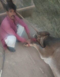 ट्रैक्टर के पीछे बांधकर गोवंश केड़े को क्रुरता पूर्वक ट्रैक्टर से घसीटा विरोध करने पर किसान को जान से मारने की धमकी
